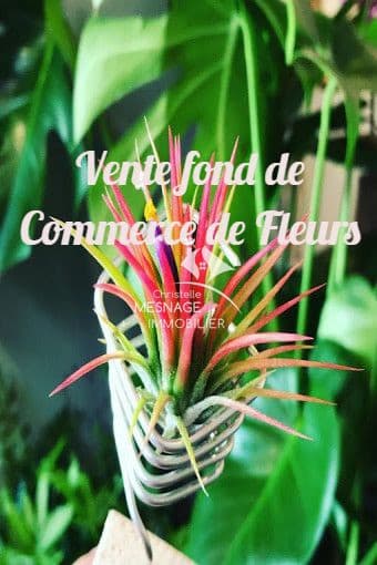 Local commercial 100 m² — DINAN — photo 1